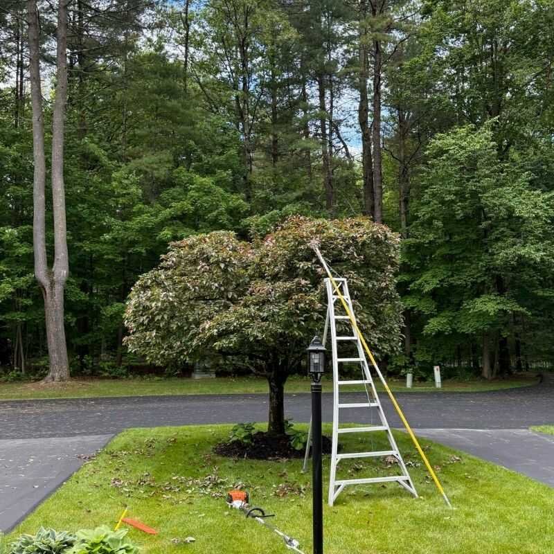 Tree and cleanup landscaping service